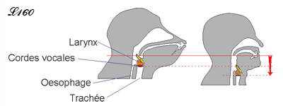 Emplacement du larynx chez le singe et l'homme.