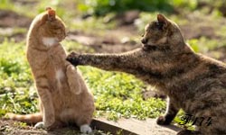 Rencontre entre deux chats.