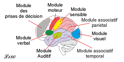 Modules cérébraux.