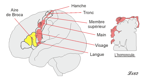 Homoncule et aire de Broca.