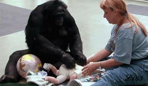 Apprentissage du langage humain par les singes.