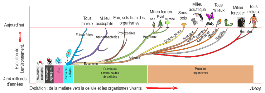 The evolution of life in its environment.