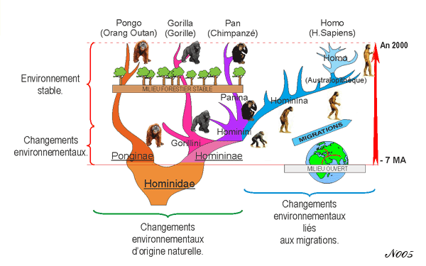 Divergence between Hominina and Panina.