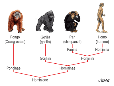 Phylogeny of hominids.