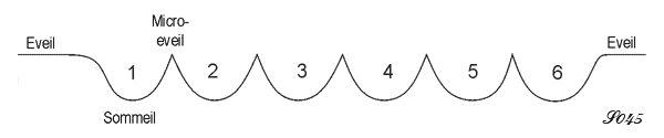 Les cycles du sommeil