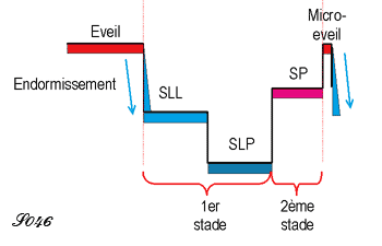 Décomposition d'un cycle du sommeil