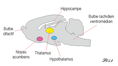 Hypothalamus du rat, source du sommeil paradoxal
