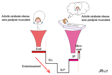 activité cérébrale au cours de l'éveil et du sommeil paradoxal