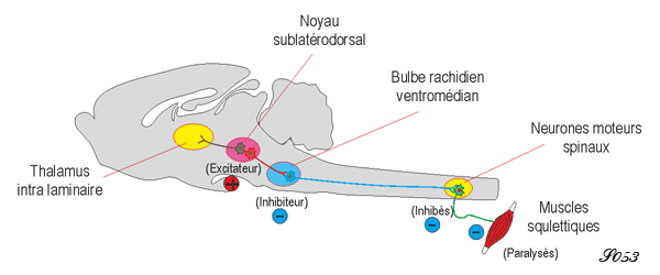 Paralysie du sommeil paradoxal par les neurones à glutamate