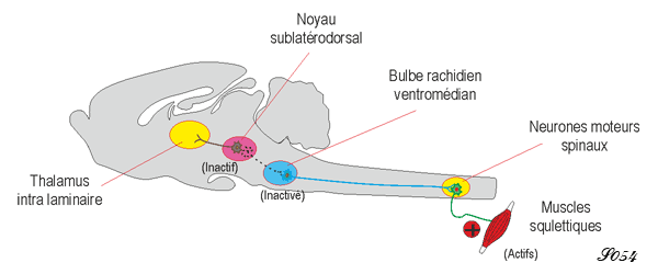 Sommeil paradoxal agité par blocage des neurones à glutamate