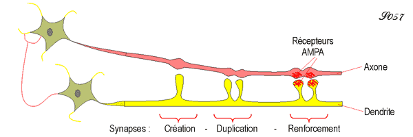 Renforcement des synapses lors de la mémorisation