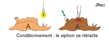 Conditionnement de l'aplysie