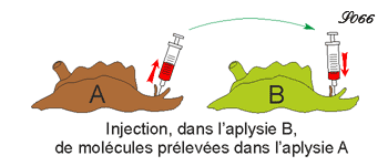 transfert de molécules mémorielles entre aplysies