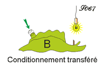 Conditionnement transféré entre aplysies