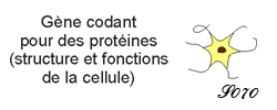 gène codant pour des protéines