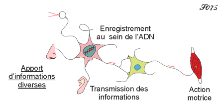 Stockage et transmission de la mémoire entre cellules