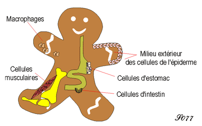 Coordination entre cellules corporelles spécialisées