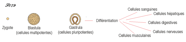 Différenciation des cellules embryonnaires