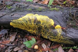 Un blob sur un tronc d'arbre