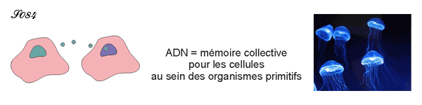 L'ADN renferme la mémoire des interactions entre cellules