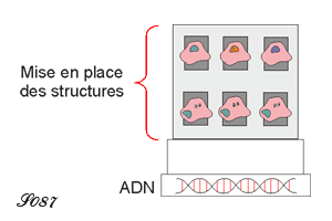 ADN et mise en place des structures