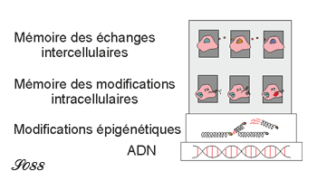 Mémoire épigénétique et adaptations cellulaires