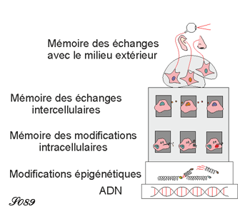 Mémoire des échanges entre l'organisme et le milieu extérieur