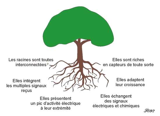 Fonction des racines d'un végétal
