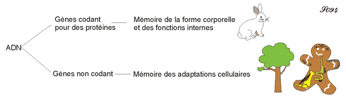 ADN et mémoire