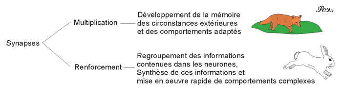 Synapses et mémoire