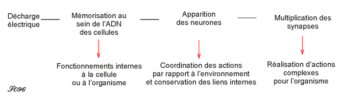 La mémoire, de l'ADN au neurone