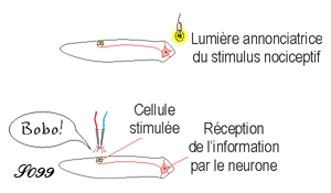 Conditionnement de la planaire