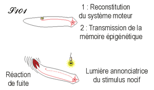 Transmission de la mémoire épigénétique vers la mémoire synaptique