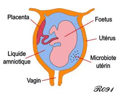 Uterine and vaginal microbiota.