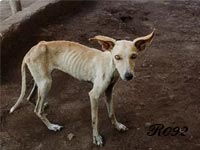 Starving dog.