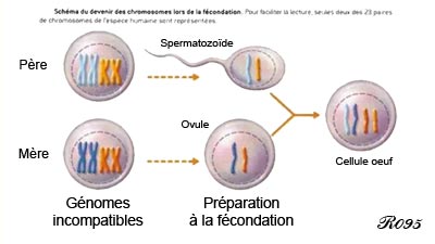 Fertilisation.