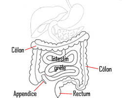 Appendix.