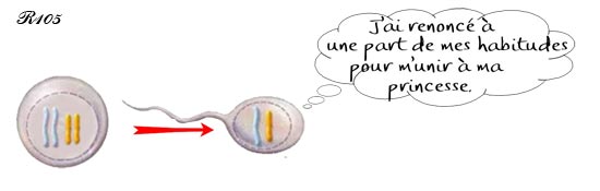 Sperm cell.