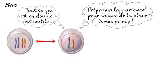 Egg cell